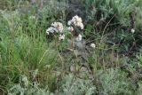 Valeriana tuberosa. Верхняя часть цветущего растения (в сообществе с Artemisia). Краснодарский край, Темрюкский р-н, мыс Железный Рог, приморская степь. 15.04.2023.