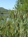 род Typha