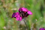 Dianthus ruprechtii