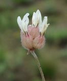 Astragalus arkalycensis