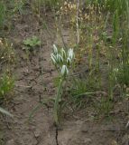 Ornithogalum navaschinii