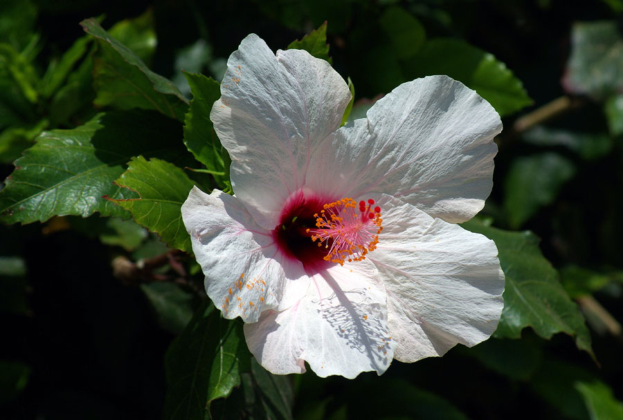 Изображение особи Hibiscus rosa-sinensis.