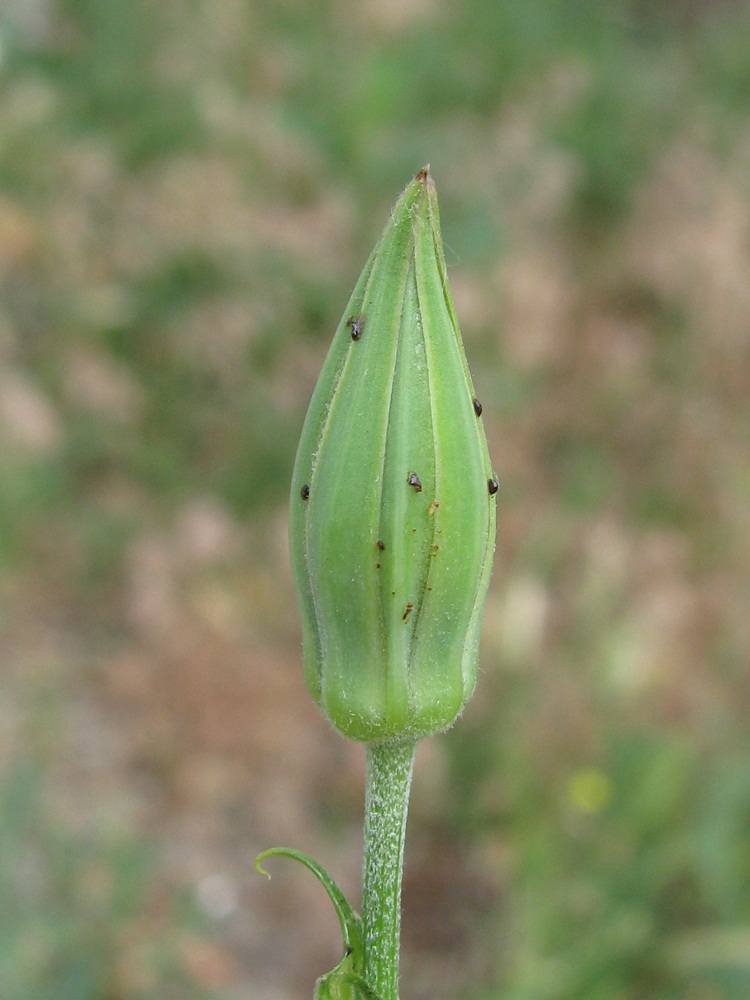 Изображение особи Tragopogon borysthenicus.