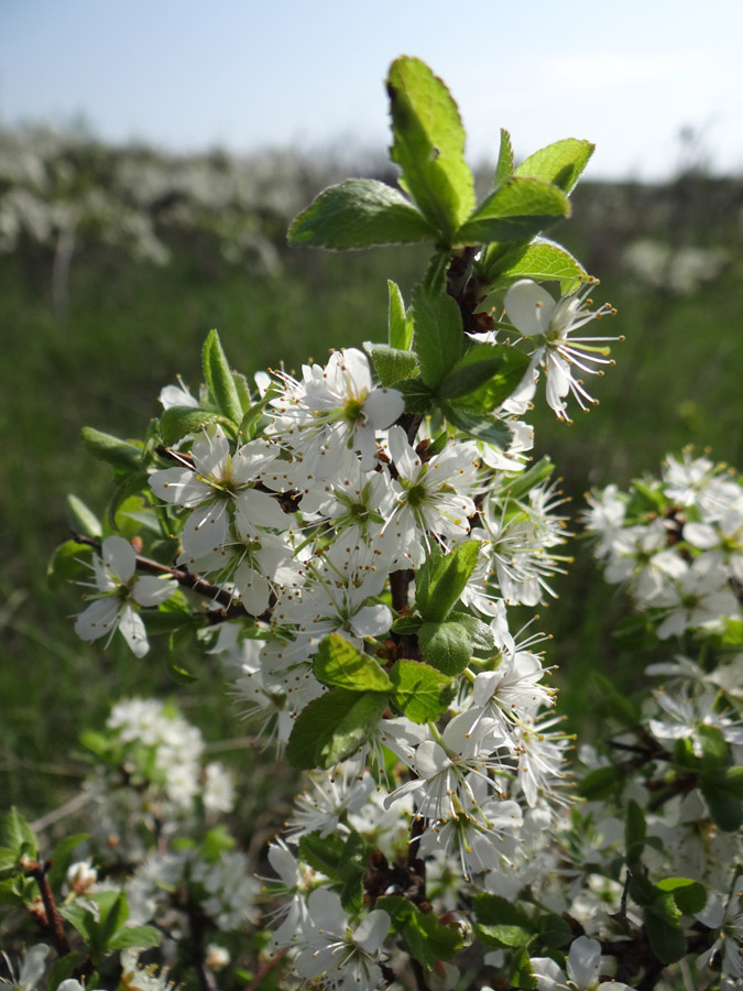 Изображение особи Prunus stepposa.