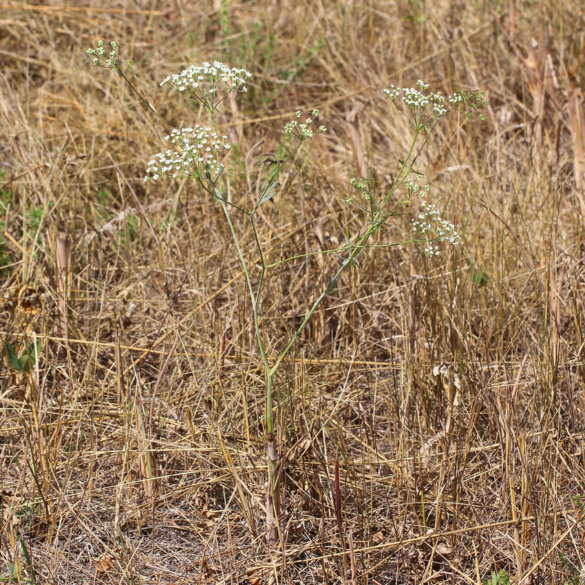 Резак обыкновенный (Falcaria vulgaris)