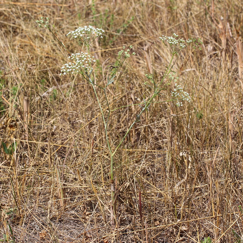 Image of Falcaria vulgaris specimen.