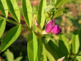 Vicia segetalis. Соцветие и листья. Приморский край, Спасский р-н, окр. с. Хвалынка, разнотравный луг. 11.09.2013.