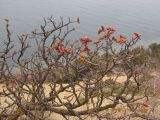 Pistacia mutica. Часть кроны дерева с распускающимися соцветиями. Краснодарский край, м/о Анапа, окр. пос. Б. Утриш, фисташково- можжевеловое редколесье, обрывисто-осыпной береговой склон. 05.04.2014.