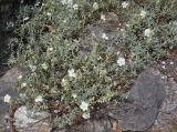 Helianthemum apenninum. Цветущее растение. Германия, г. Дюссельдорф, Ботанический сад университета. 04.05.2014.