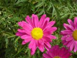 Pyrethrum coccineum