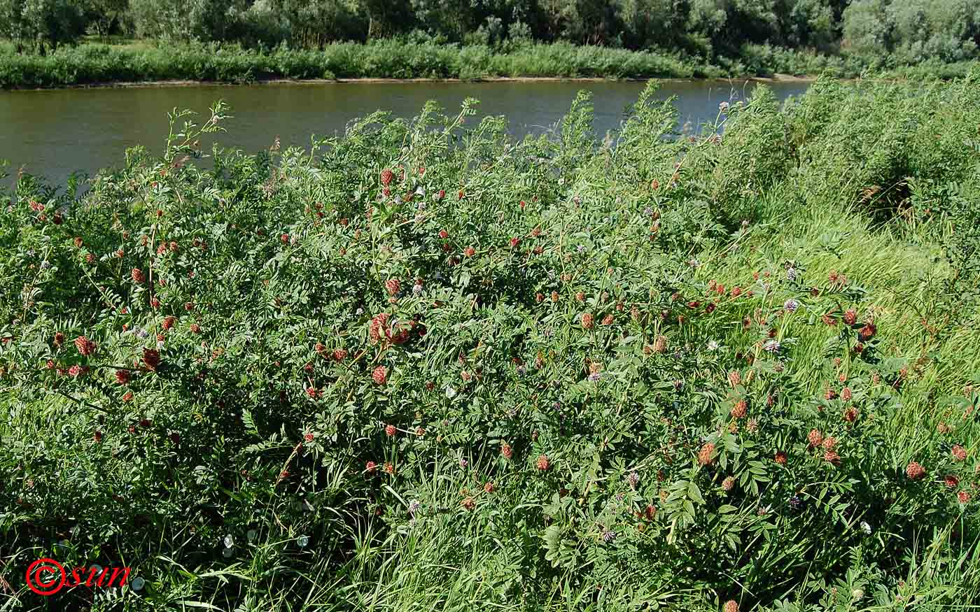 Изображение особи Glycyrrhiza echinata.