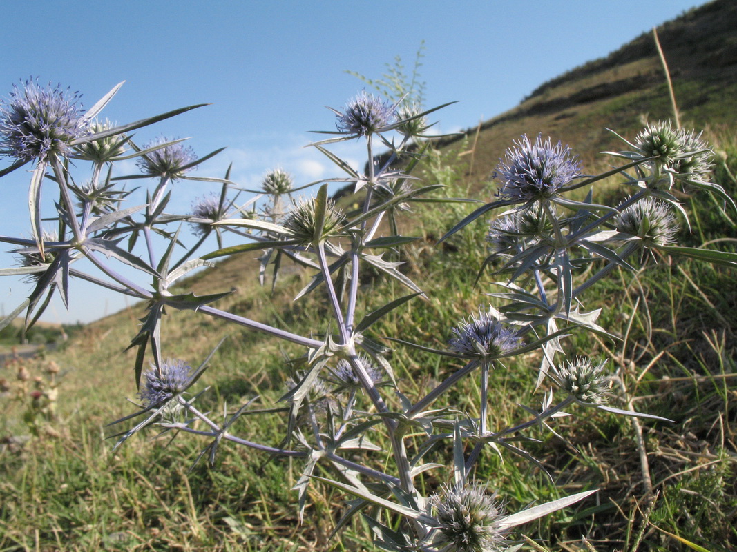 Изображение особи Eryngium caeruleum.