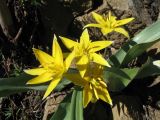 Tulipa turkestanica