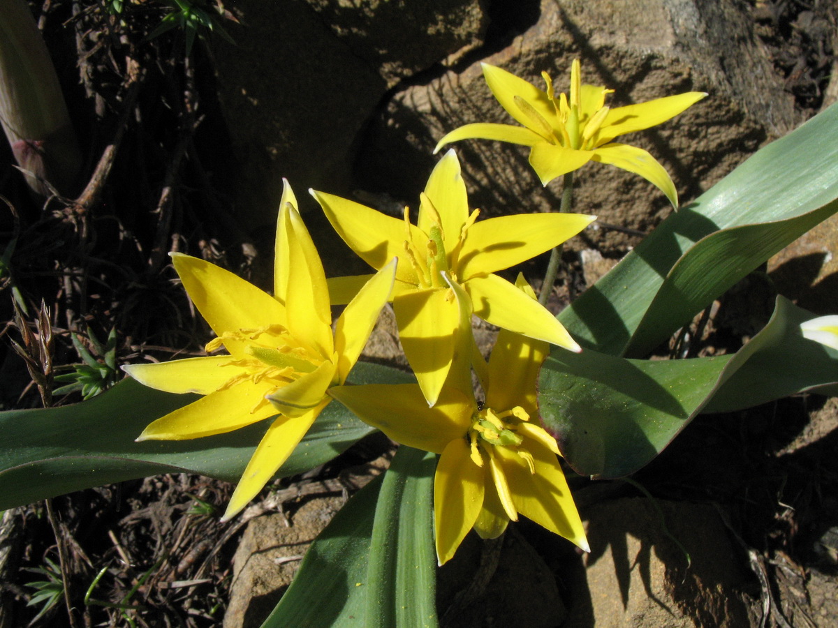 Изображение особи Tulipa turkestanica.