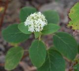 Hydrangea arborescens