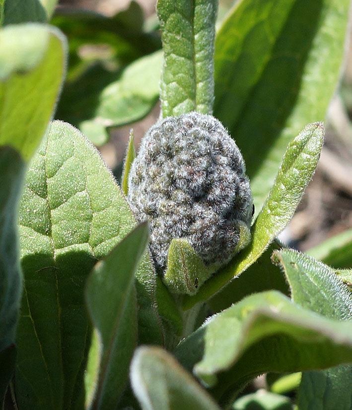 Изображение особи Solenanthus circinnatus.