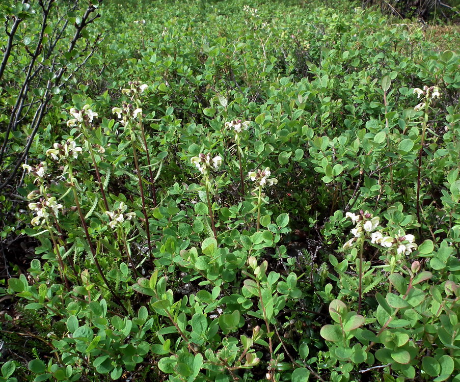 Изображение особи Pedicularis lapponica.