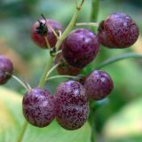 Maianthemum bifolium