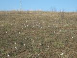 Crocus reticulatus