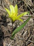 Tulipa heterophylla. Цветущее растение. Казахстан, окр. Алматы, Заилийский (Илейский) Алатау, Большое Алмаатинское ущелье, субальпийский пояс, луговой склон. 09.06.2013.