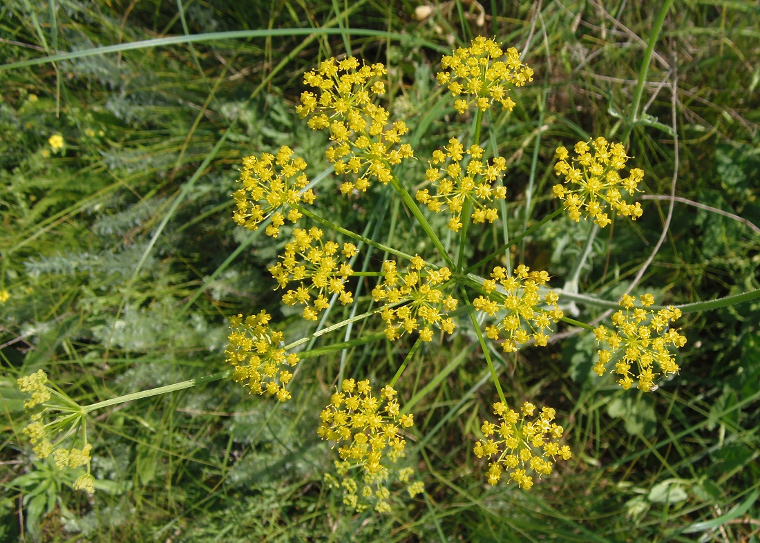 Изображение особи Pastinaca clausii.