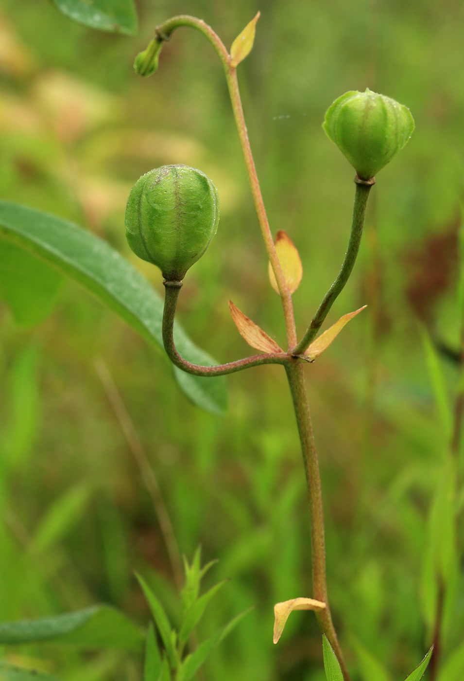 Изображение особи Lilium debile.