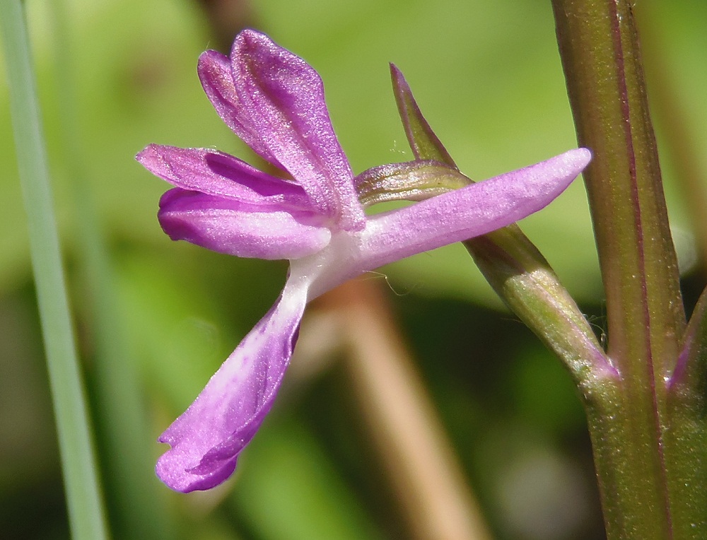 Изображение особи Anacamptis laxiflora ssp. elegans.