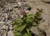 Epilobium algidum. Верхушка цветущего растения. Кабардино-Балкария, долина р. Азау, южный склон Эльбруса, подножие водопада Девичьи Косы. 7 августа 2012 года.