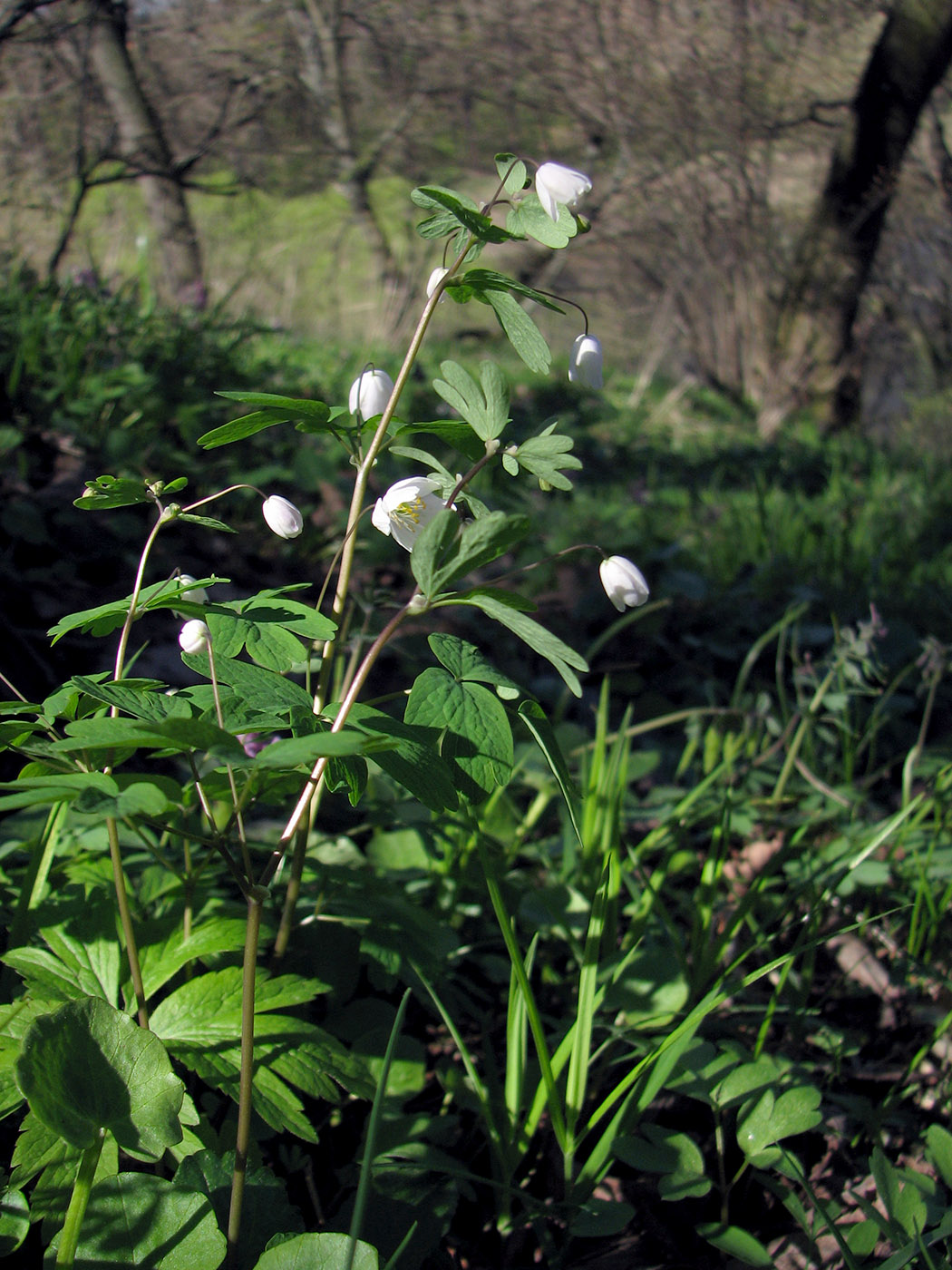 Изображение особи Isopyrum thalictroides.