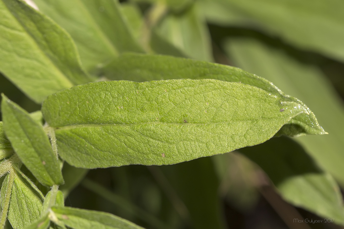 Image of Inula germanica specimen.