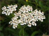 Achillea millefolium. Соцветие. Украина, Ивано-Франковская обл., Болеховский горсовет, Козакивский сельсовет, окр. с. Козакивка, ур. Бассарабка, на лугу. 16.08.2017.