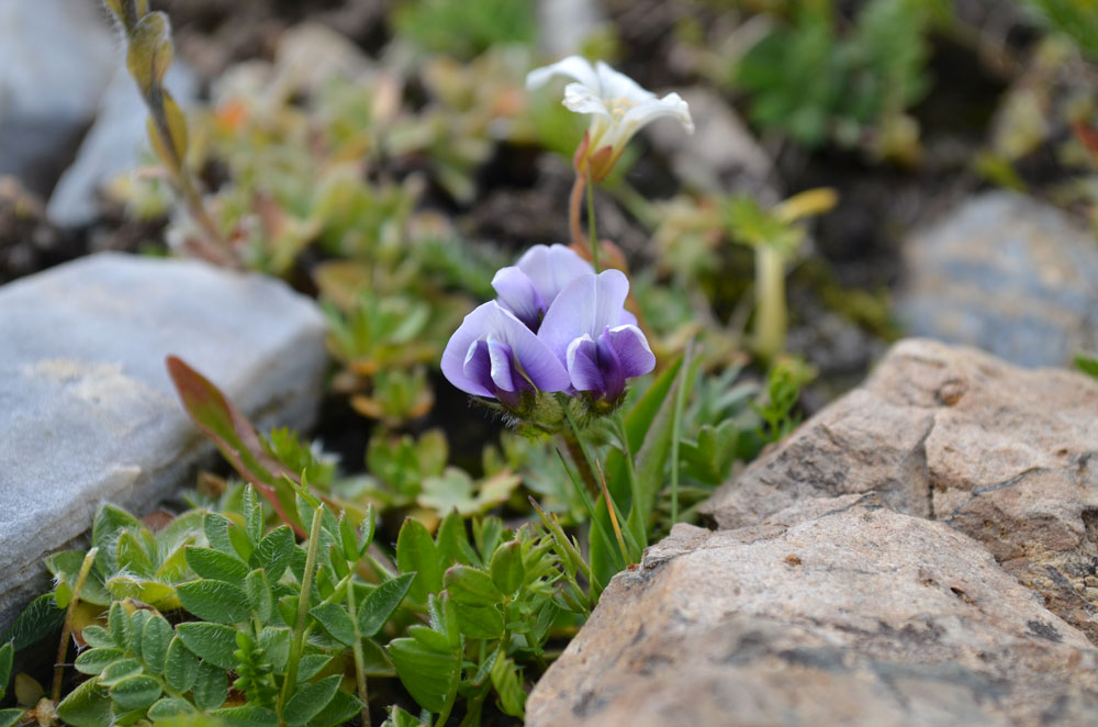 Изображение особи Oxytropis platysema.