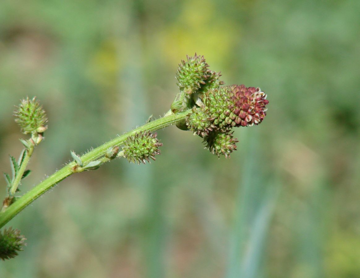 Изображение особи Sanguisorba officinalis.