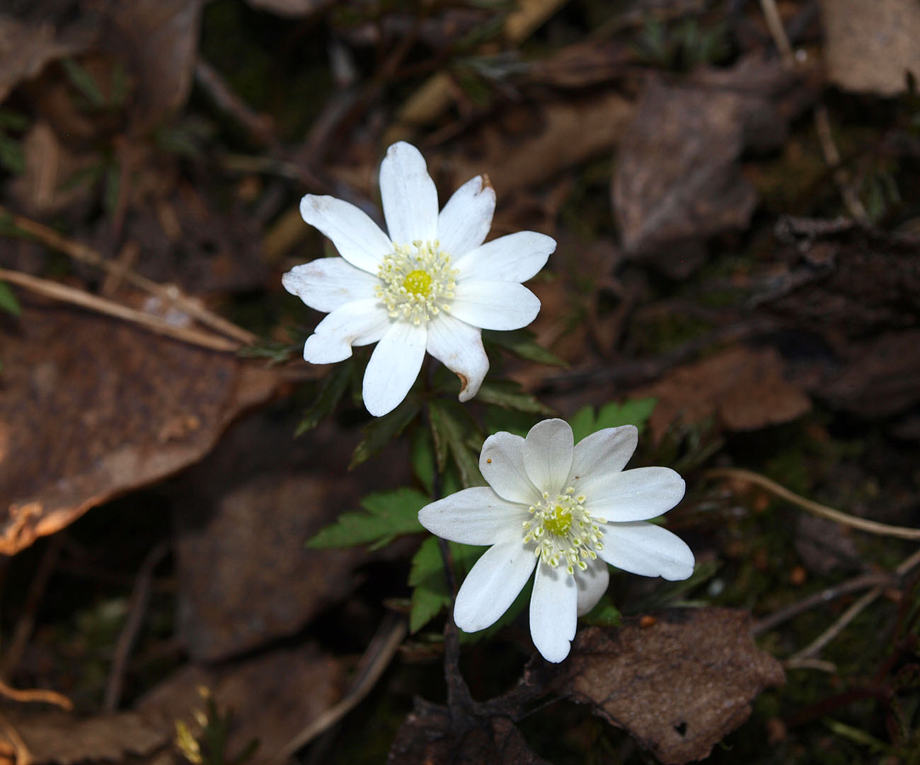 Изображение особи Anemone altaica.