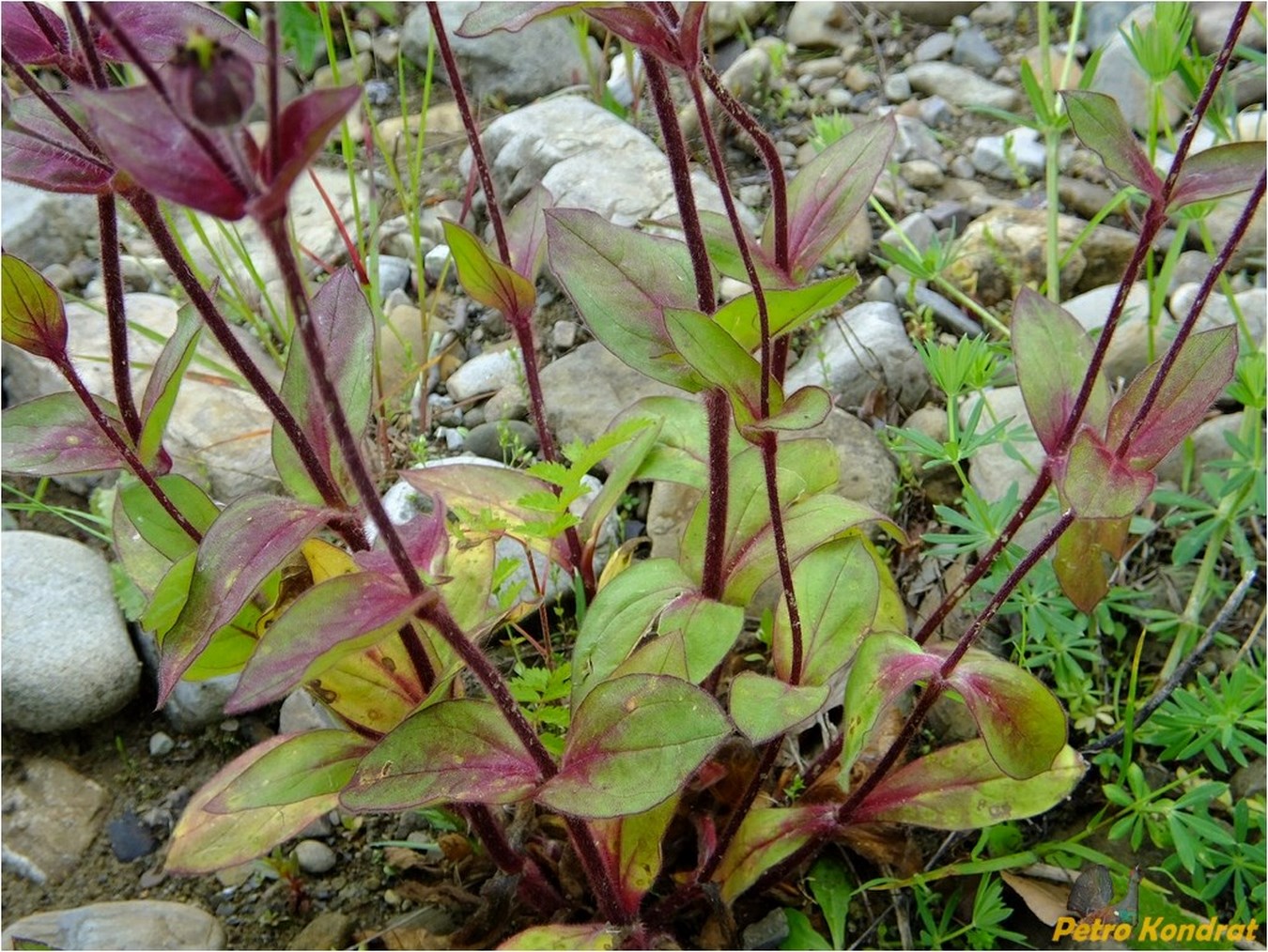 Изображение особи Melandrium dioicum.