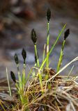 род Eriophorum