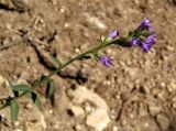 Campanula bononiensis. Соцветие. Крым, Белогорский р-н, возле Топловского монастыря, лиственный лес, рядом с дорогой к источникам. 11.08.2018.