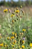 Hieracium umbellatum. Верхушка цветущего растения. Ленинградская обл., Гатчинский р-н, окр. пос. Пудость, разнотравный луг на месте заброшенного травертинового карьера. 12.08.2018.