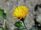 Erigeron cabulicus