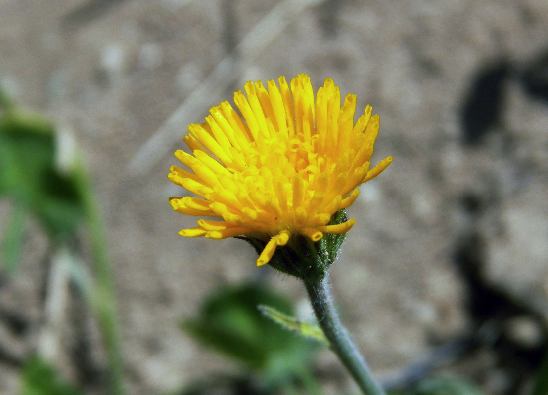 Изображение особи Erigeron cabulicus.