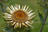 Carlina vulgaris. Соцветие-корзинка. Карачаево-Черкесия, Зеленчукский р-н, окр. пос. Архыз, ур. Лунная Поляна, хребет Абишира-Ахуба, ≈ 1900 м н.у.м., каменистый берег ручья. 29.07.2018.