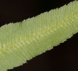 Pteris cretica