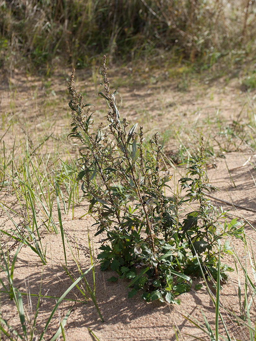 Изображение особи Artemisia vulgaris.