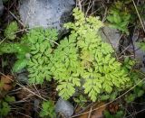 семейство Apiaceae. Вегетирующее растение. Пермский край, Лысьвинский р-н, окр. с. Кын, гора Плакун, крутой каменистый склон. 23.09.2018.