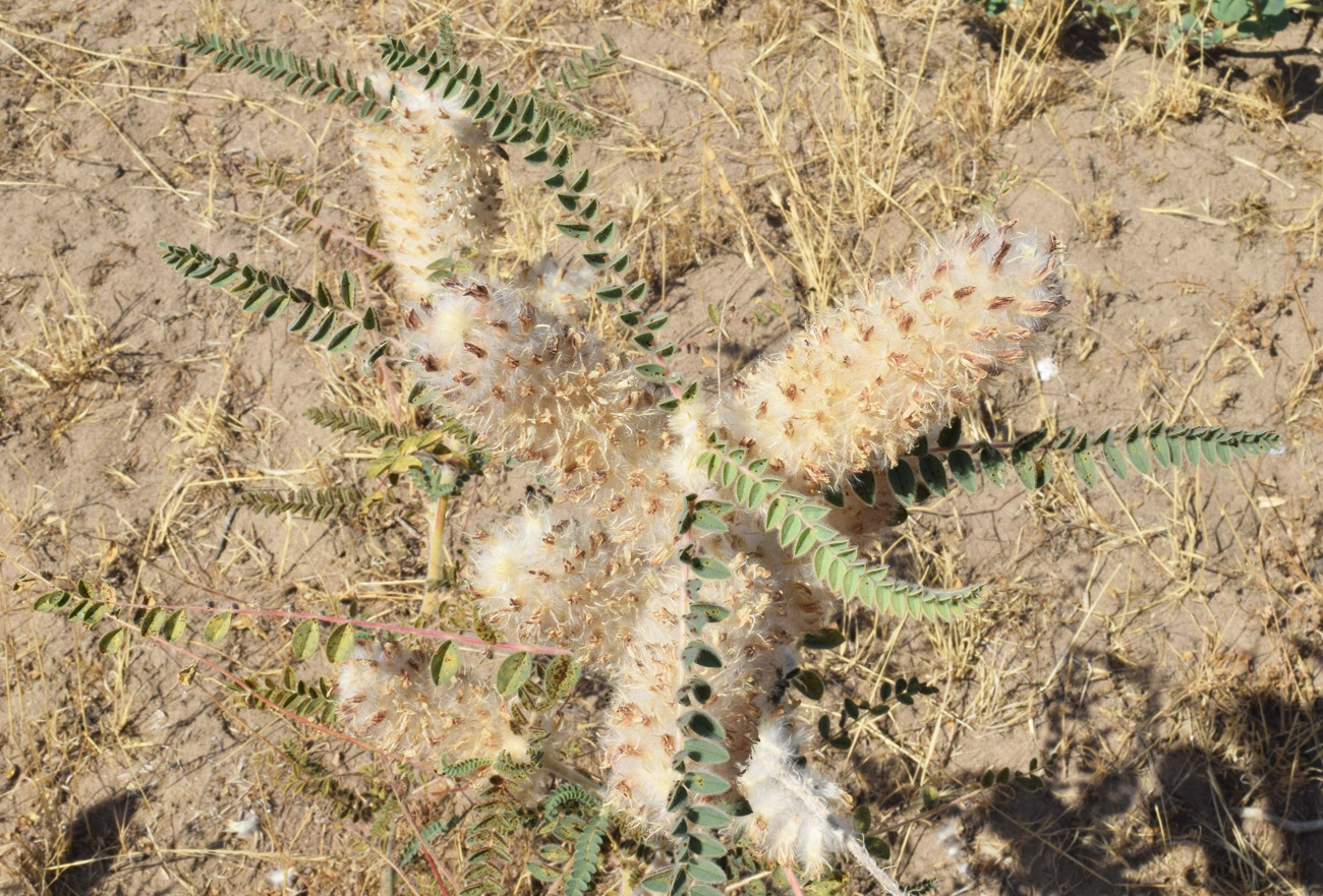 Изображение особи Astragalus alopecias.