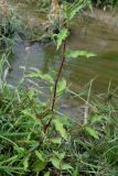 Persicaria hydropiper