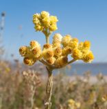 Helichrysum arenarium