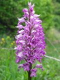 Orchis militaris. Соцветие. Чувашская респ., Мариинско-Посадский р-н, окр. дер. Демешкино, правый берег р. Волга, карбонатный склон С экспозиции, кустарник. 28 мая 2008 г.