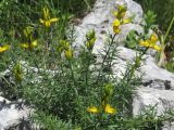 Genista подвид dalmatica