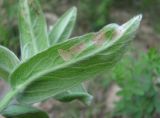 Inula germanica